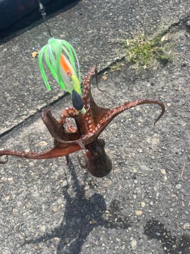 タコの釣果