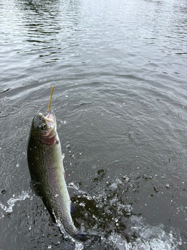 ニジマスの釣果