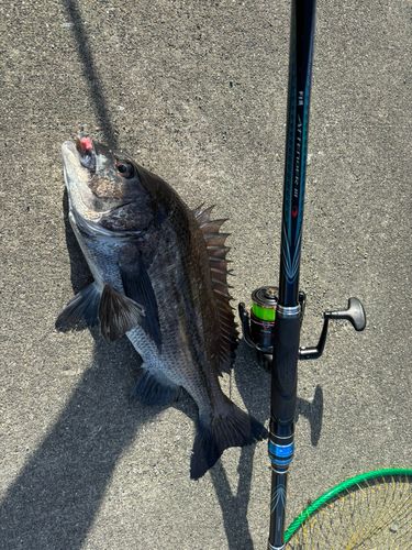 チヌの釣果