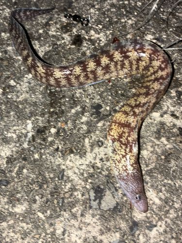 ウツボの釣果