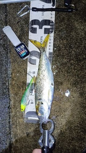 コノシロの釣果