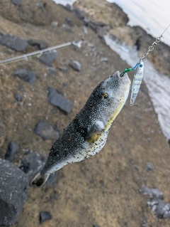 クサフグの釣果