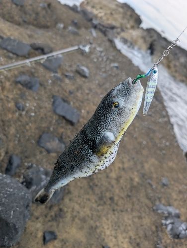 クサフグの釣果