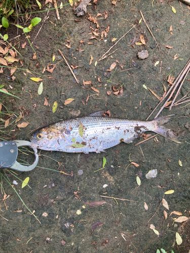 コノシロの釣果
