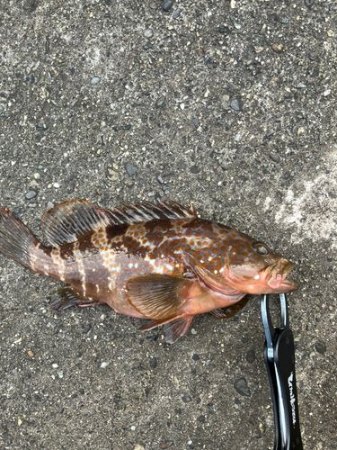 アコウの釣果