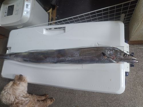 タチウオの釣果