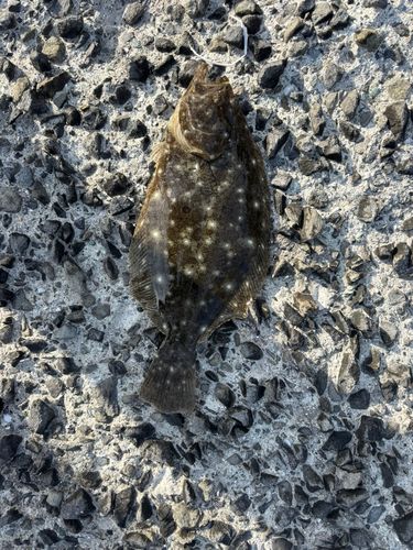 ヒラメの釣果