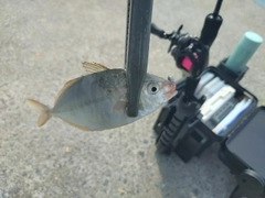 シマアジの釣果
