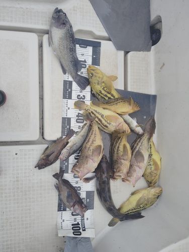 シマゾイの釣果