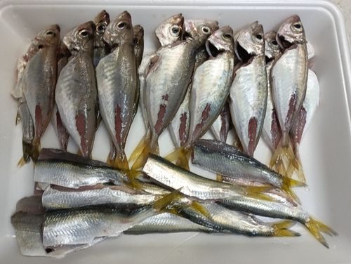 マアジの釣果