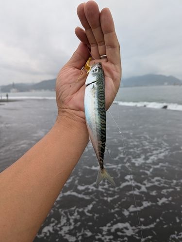 サバの釣果