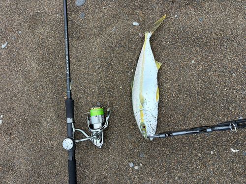 ヒラマサの釣果