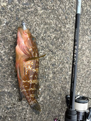 キジハタの釣果