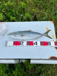 ワラサの釣果