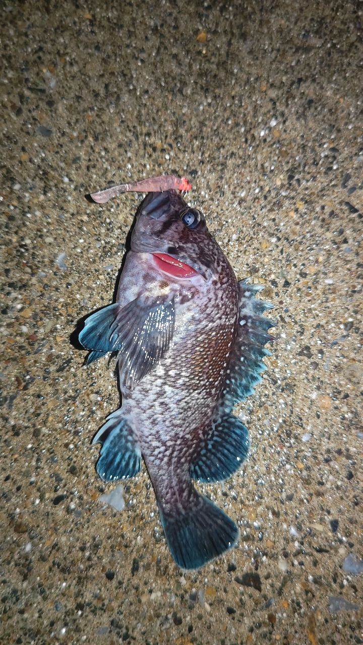 キツネメバルの釣果・釣り情報まとめ【2026年最新】 - アングラーズ 