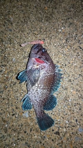 キツネメバルの釣果