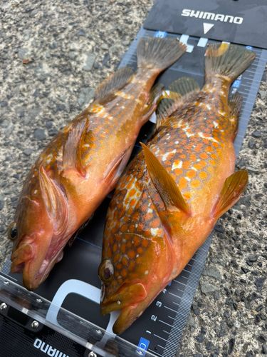 キジハタの釣果