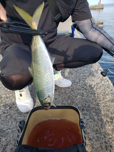 マルアジの釣果