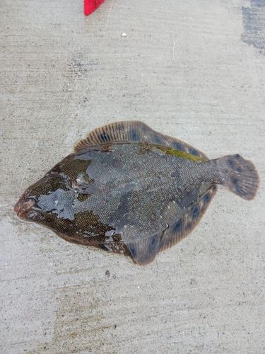 カレイの釣果