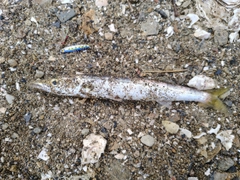カマスの釣果