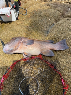 カンダイの釣果