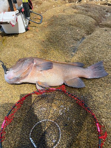 カンダイの釣果