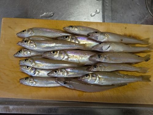 キスの釣果