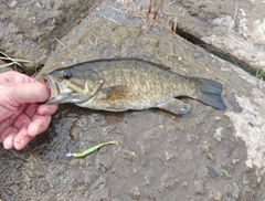 スモールマウスバスの釣果