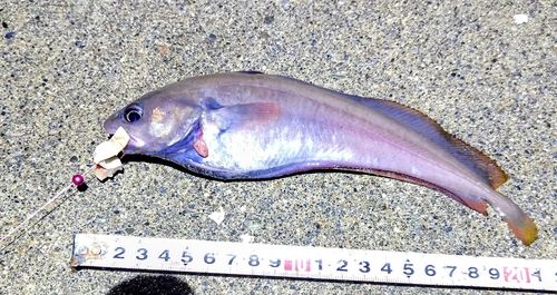 ドンコの釣果