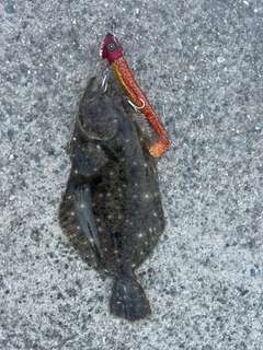 ソゲの釣果
