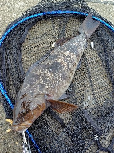 アイナメの釣果