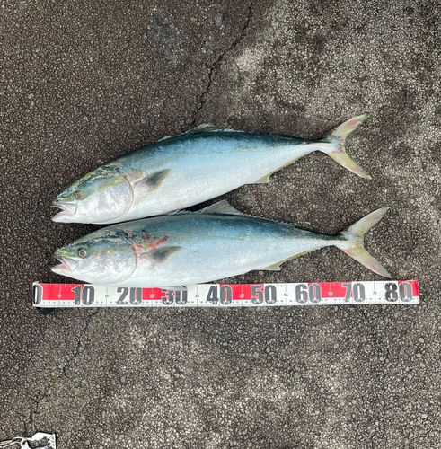 ブリの釣果