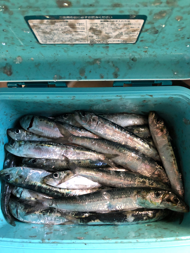 イワシの釣果