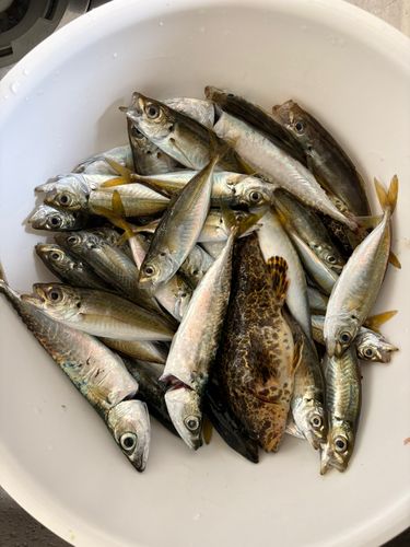 アジの釣果