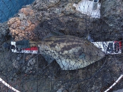 カワハギの釣果