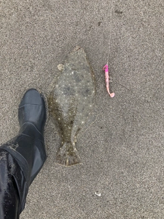 ヒラメの釣果