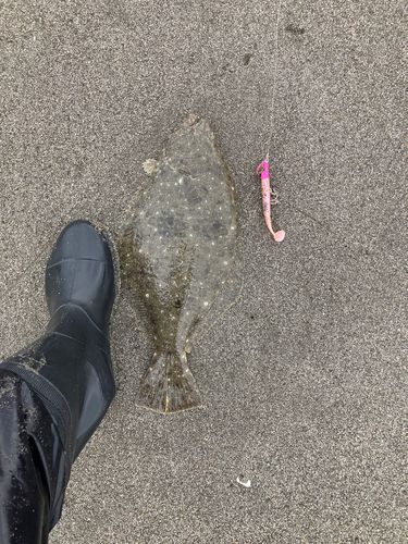 ヒラメの釣果
