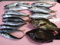 マサバの釣果
