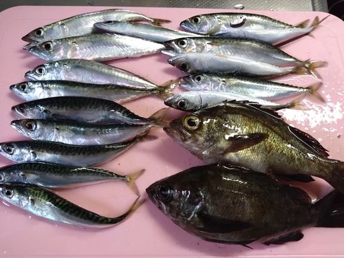 マサバの釣果