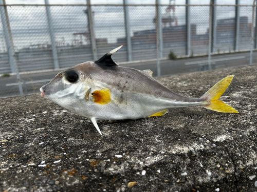 ギマの釣果