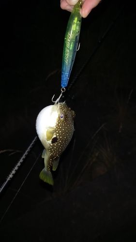 クサフグの釣果