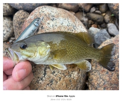 スモールマウスバスの釣果