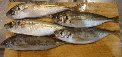 アジの釣果