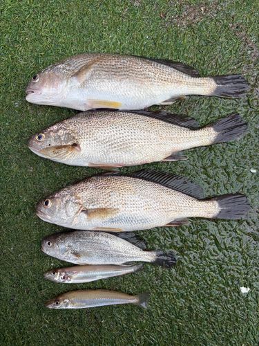 イシモチの釣果