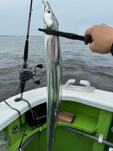 タチウオの釣果