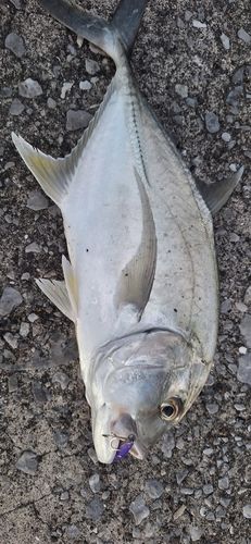 メッキの釣果