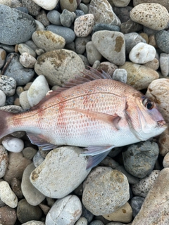 チダイの釣果