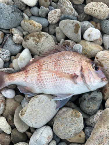 チダイの釣果