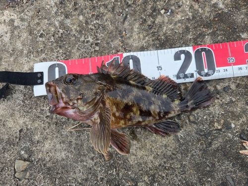 カサゴの釣果