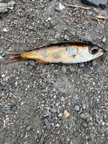アカムツの釣果